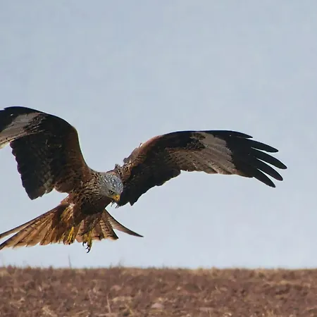 Auerhahn Ferienhaeuser Auerhahn 509