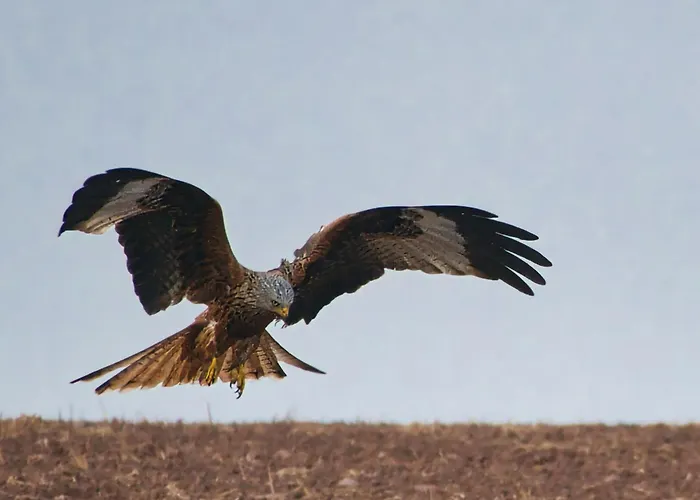 Auerhahn Ferienhaeuser Auerhahn 509