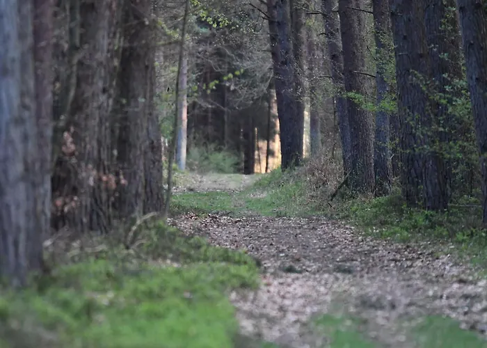 Auerhahn Ferienhaeuser Auerhahn 509 Tatil Evi Hasselfelde