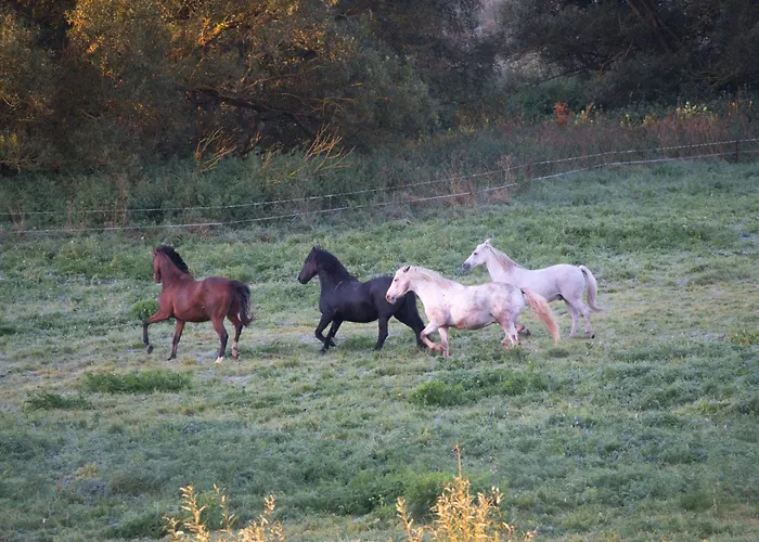 Tatil Evi Auerhahn Ferienhaeuser Auerhahn 509 Hasselfelde